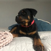 ROTTWEILER  Super szczeniaki !!!!