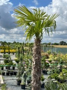 Palma Trachycarpus Fortunei Szorstkowiec Fortunego