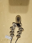 Naszyjnik z rogów na żemyku