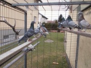 SPRZEDAM MŁODE 2026