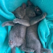 Kociaki rosyjskie niebieskie 