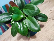 Filodendron green Princess