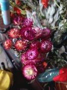 Suchołuska kocanka suszki naturalne suszone  kwiaty bukiety 