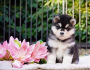 Alaskan malamute z rodowodem ZKwP/FCI