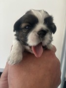 Shih tzu dziewczynka i chłopiec odbiór wrzesień 