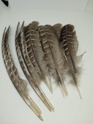 Piórka bażanta naturalne 16-20 cm pióra kaczki gęsi 5 sztuk 