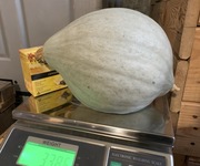 Dynia Hubbard Blue 3 - 3,5 kg