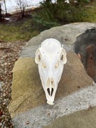 Czaszka SARNY lisa jenota borsuka kuny łani. Profesjonalna preparacja! 