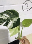 Monstera deliciosa variegata 