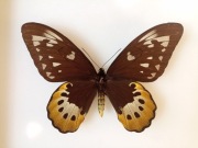 Ornithoptera goliath samson F Cites !
