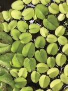 Salvinia natans - roślina pływająca