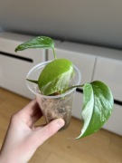 Monstera Variegata