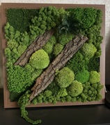 Obraz z mchu i roślin stabilizowanych 