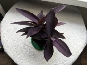 Trzykrotka purpurowa