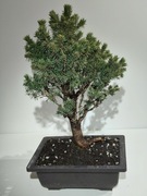 Bonsai Świerk, odmiana karłowa.Unikat!!! 2