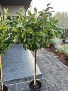 Laurowiśnia Novita na pniu