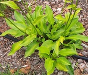 hosta funkia duża sadzonka