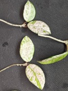 Hoya carnosa 'Wilbur Graves'  - sadzonki 