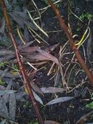 Wierzba sachalińska "Sekka" sztobry kpl.10szt.