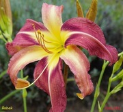 Hemerocallis / Liliowiec: Robek