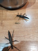 Straszyk Filipiński [Sungaya inexpectata] - L1/L3