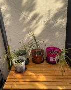 Dracena roślina roślinka sadzonki draceny ukorzenione