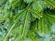 Gałęzie Jodły, stroisz (woj. mazowieckie)