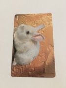 54K Euro Królik bez holo