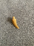 460k5. Lego OGON SZYJA SMOKA DINOZAURA Broń Ostrze Pazur 87747 - 1 sztuka