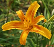 Hemerocallis / Liliowiec: Marek