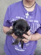 Pieski kotki do adopcji