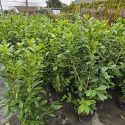 Laurowiśnia Novita/ Pirania/Caucasica 80-100 cm żywopłotowa 