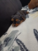 Szczeniak york terrier