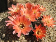Kaktusy Rebutia Mediolobivia haagei RH 1131