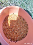 Pyłek kwiatowy pszczeli 