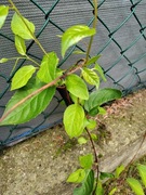 Siatka ogrodzeniowa 6x6cm podpora do roślin uchyt pergola do winorosli