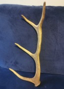 Poroże jelenia 47 cm długości 