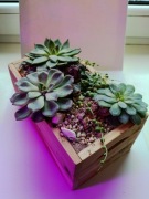 Kompozycja sukulentów plus drewniana doniczka