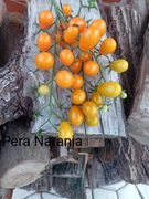 Pomidor Pera Naranja  kolekcjonerski