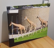 Obraz na płótnie, fotoobraz 50 x 40 Żyrafy Zoo Kraków