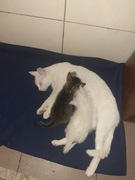 Oddam kotki za darmo