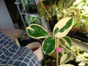 Hoya Krimson queen-cięta