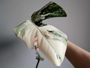 Monstera deliciosa Albo Variegata pędówka nr1