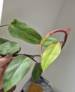 Philodendron paited lady