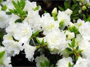 Azalia Schneeperle duża sadzonka c2