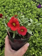 Million Bells - Pocket Red