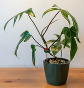 Filodendron Philodendron florida green