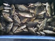 Narybek kroczek karp lin amur jesiotr złoty karas