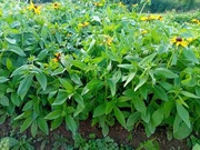 RUDBEKIA ŻÓŁTA BYLINA