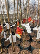 Judaszowiec Eternal flame Carolina sweetheart itp